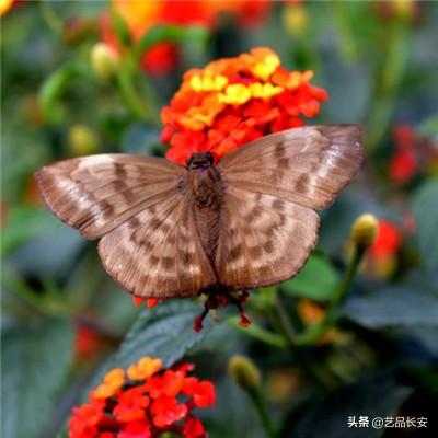 数码宝贝相遇手游官方版下载